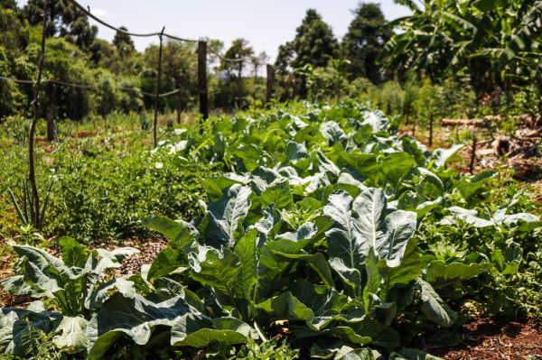 Rübe auf dem Feld